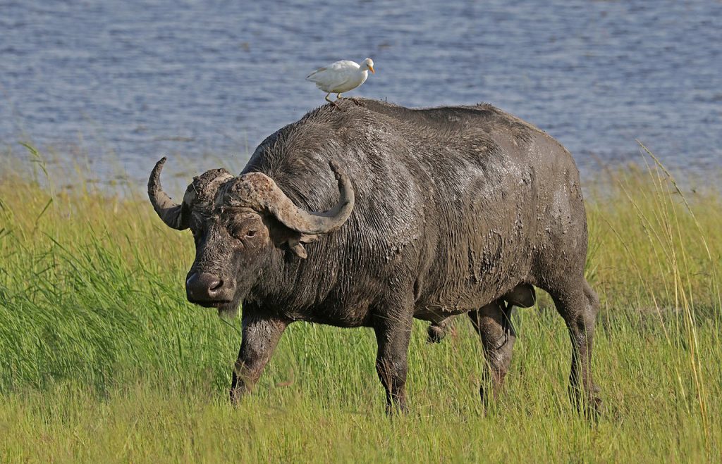 Dibru Saikhowa National Park