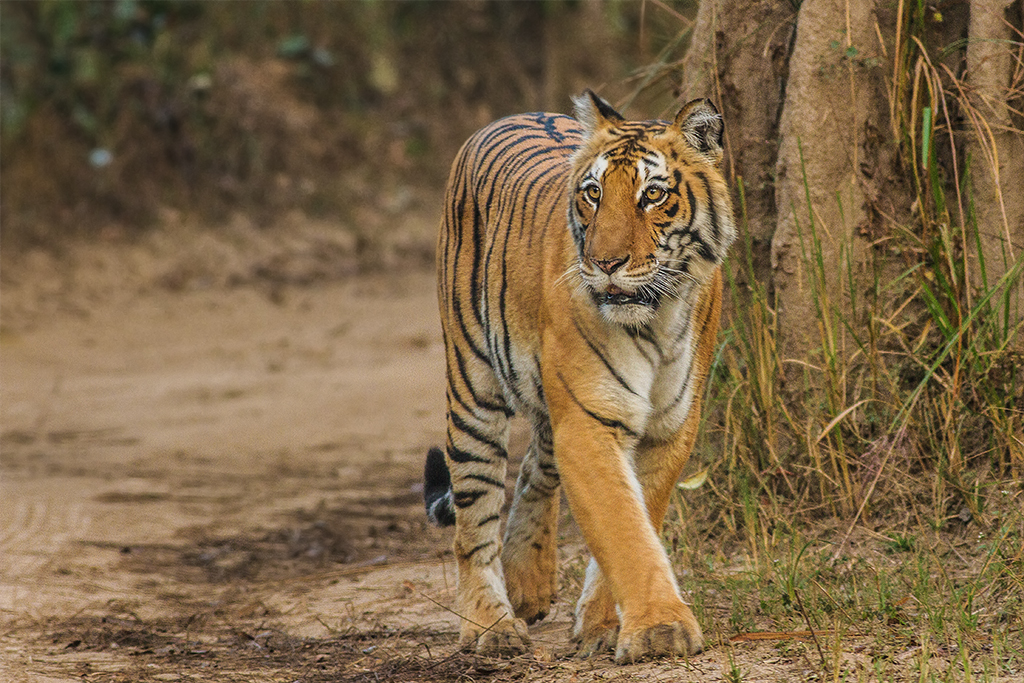 Jim Corbett National park