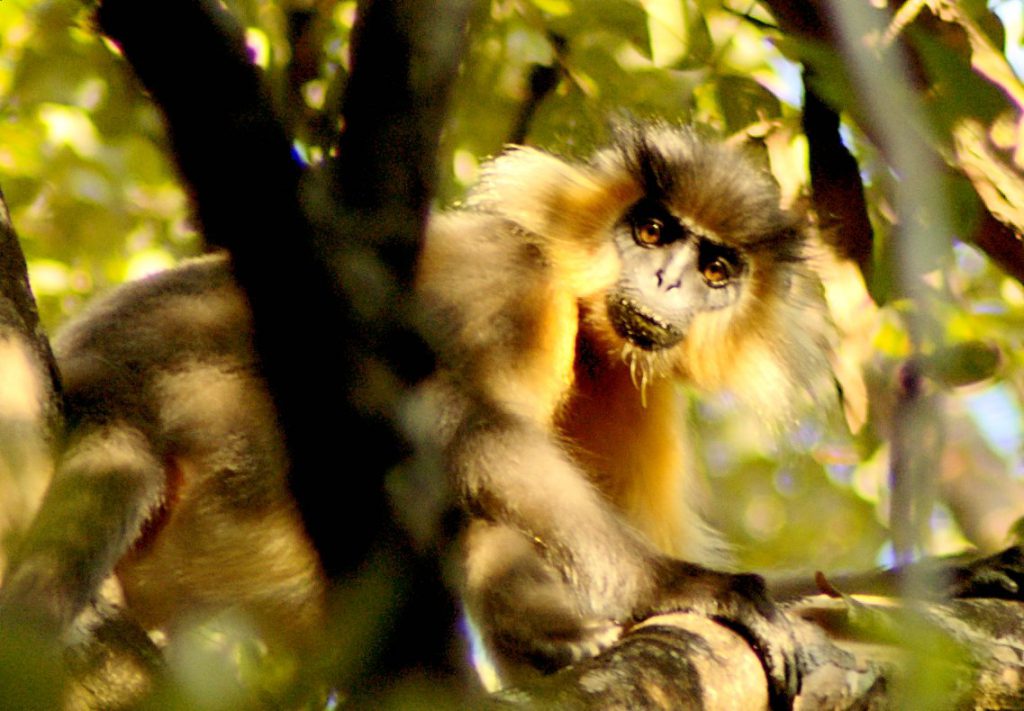 Manas National Park