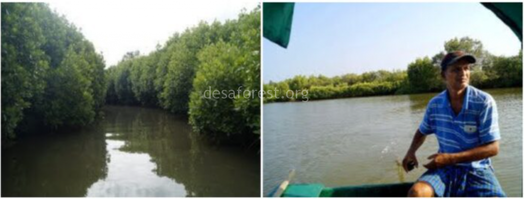 Desa leading the Charge in Mangrove Conservation and Raising Awareness in His Hometown